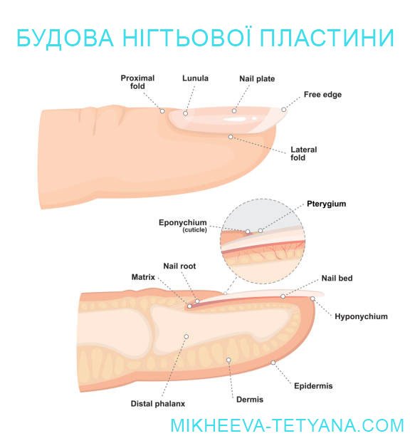 Будова нігтьової пластини