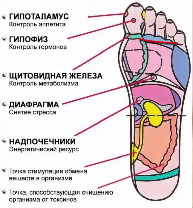 Біологічно активні точки